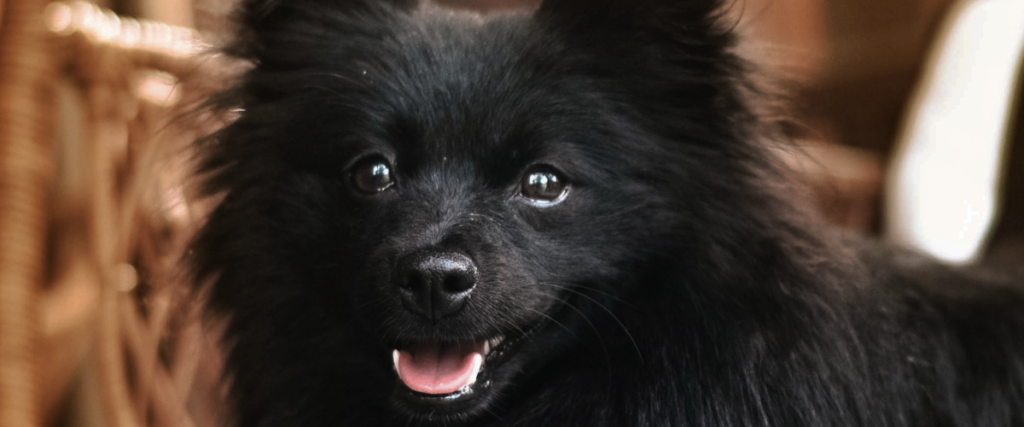 zahnsteinentfernung hund kosten