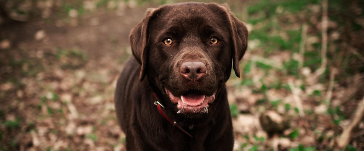 Kastration hund kosten