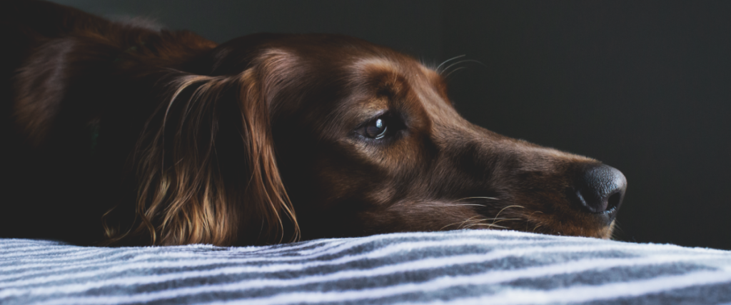 hund einschläfern kosten