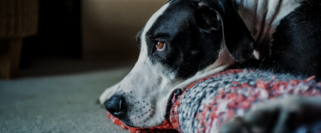 urinuntersuchung hund kosten