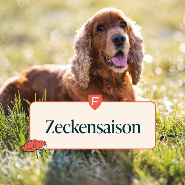 Die Zeckensaison hat begonnen, daher ist es wichtig, dass Du nach Spaziergängen mit Deinem tierischen Schützling besonders achtsam bist. 🪲 Wichtig: Es ist ratsam nicht nur Hunde nach Zecken abzusuchen, auch (Freigänger) Katzen sollten regelmäßig kontrolliert werden. 🔍

Willst Du mehr über Zecken und ihre Gefahren wissen? Dann klicke auf den Link in der Bio! 👆
*
*
*
#zecken #zeckenbeimhund #hundegesundheit #hundeliebe #hundewissen #meinhund #hundeleben #hundewelt #tierliebe #figopet #jafigopet #haustierversicherung #tierkrankenversicherung