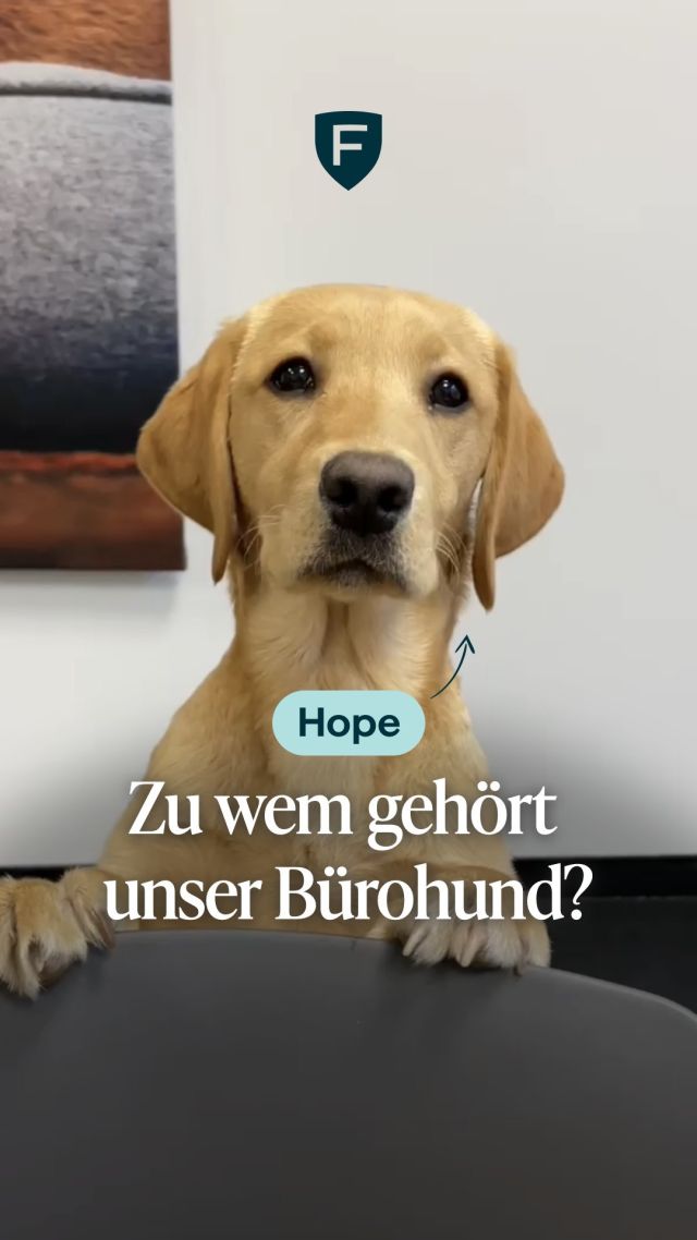 Zu wem gehört unser Figo Bürohund Hope? 🐶 Schreibt Eure Antwort in die Kommentare! 👇
*
*
*
#hundebesitzer #guesstheowner #hund #hundeliebe #hundeleben #hundimbüro #officedog #dog #bürohund #figopet #Tierkrankenversicherung
