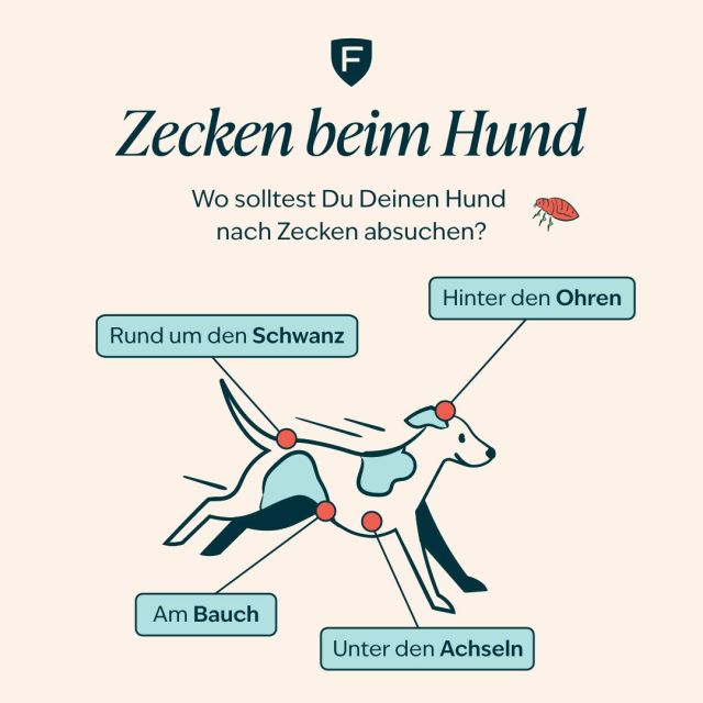 Kennst Du die Körperstellen, an denen Du Deinen Hund unbedingt nach Zecken absuchen solltest? In unserem Beitrag erfährst Du es! 👆
*
*
*
#zecken #zeckenbeimhund #hundegesundheit #hundeliebe #hundewissen #meinhund #hundeleben #hundewelt #tierliebe #figopet #jafigopet #haustierversicherung #tierkrankenversicherung